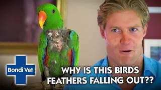 Attention seeking bird pulls out his own feathers!! | Bondi Vet