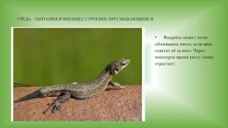 Пресмыкающиеся  Общие признаки, среда обитания и внешнее строение биология 8 кл