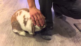 Bunny wants you to stay home from work