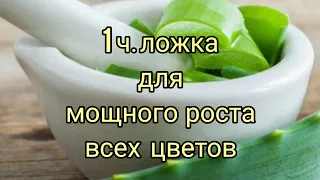 Сок АЛОЭ-это мощный биостимулятор роста цветов,особенно хорош для их востановления.