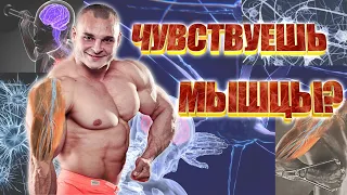 Нейромышечная связь. Способы развития.