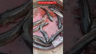 Biggest fish market, Fish market, Ram Nagar fish market, Hyderabad fish market, Indian fish market