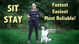 The easiest, most reliable SIT STAY  -  sit stay training! sit stay fun!