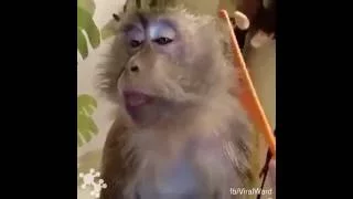 Monkey online