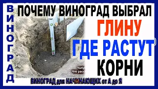 🍇  Где растут корни винограда! Там же глина! И почему это не верхний плодородный слой?