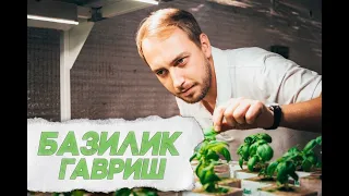 ВЫРАЩИВАЕМ БАЗИЛИК КРУГЛЫЙ ГОД // ЭКСКУРСИЯ В ГАВРИШ