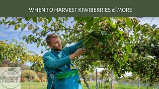 When to Harvest Hardy Kiwi: Kiwiberry Answers for New Growers