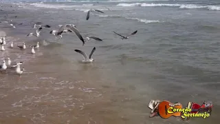 A Gaivota   Leo Canhoto e Robertinho Nova Versão