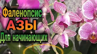 💁Биг лип, мульти мини миди орхидеи,как в этом разобраться новичку ❓  Отвечаю на вопросы.