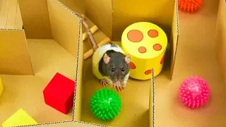 How to Make an Amazing Maze for Rat