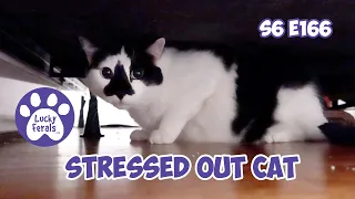 Stressed Out Cat, The Kittens Have Moved - S6 E166 - Training Cats, Introducing Cats - Lucky Ferals