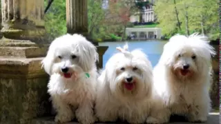 Coton de Tulear   The MILESTONE Project:  a DOGumentary