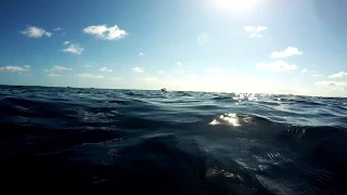 Humpback Whale Singing - Tonga