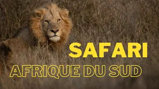 Safari en Afrique du sud, à la recherche du Lion.