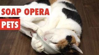 Soap Opera Pets | Funny Pet Video Dramatic Compilation 2017