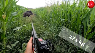 171 kg azılı yaban domuzu avı! / Wildboar hunt 171 kg