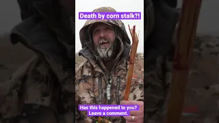 Goose speared by corn stalk! Hunting