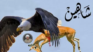 Eagles: The Kings of the Sky | Documentary Nature | Eagle Attacks | Roy Studio