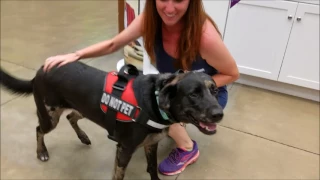 Lab / Catahoula mix - Daisy - Before and After 2 Week Board and Train