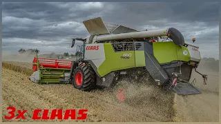 Žně 2023🌾Wheat Harvest | Boj o pšenici | 3 kombajny Claas v nasazení