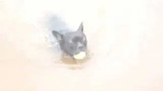 Dax the French Bulldog LOVES to swim!