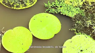 DOCUMENTÁRIO VISIT O AMAZONAS