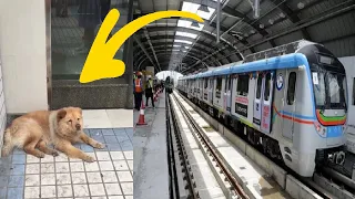 CUTE DOG WAITS 12 HOURS IN THE TRAIN STATION EVERYDAY FOR HIS OWNER TO COME HOME