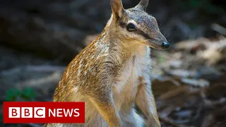 Saving Australia's numbats - BBC News