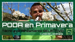 3 tipos de PODA 🌱 que realizar en PRIMAVERA 🌷 [Capítulo 41] Curso básico de Jardinería 2021 | LdN