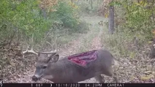 Crazy Trail Camera Deer Missing back