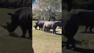 White Oak Conservation Rhinos