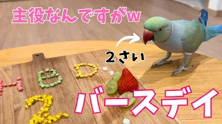 【祝】めんめん2歳！誕生日の主役を置き去りにするインコたち【ワカケホンセイインコ・ウロコインコ・セキセイインコ・オオダルマインコ】