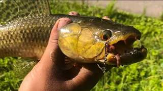 Road side swamp fishing - Suriname ( Coronie )