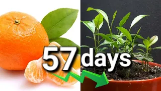 How to Grow a Citrus / Mandarin Tree from a Seed 57 days Time-Lapse