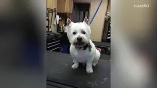 This Dog Groomer Caught Dancing With His Client Pup