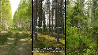 The Diversity of Forestry
