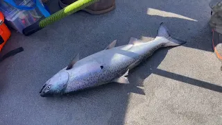 Spring Chinook at Lower Columbia River with Chase Martinsen.