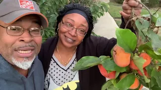 Living with the Leads/ lil Twin finds a Jiro Persimmon tree on her land!