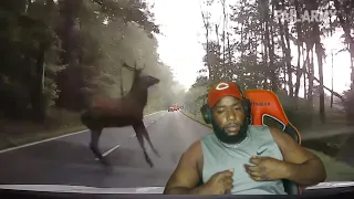 Wild Deer Jumps In Front Of Car! | Fisherman Fall Off Boat - Fails of the week