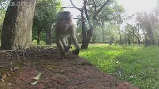 Funny Monkey finale - Planet Earth Live - BBC One