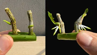 Amazing! New technique helps orchid propagation 200 times faster