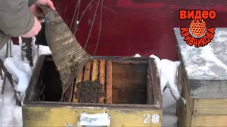 Объединение пчёл зимой