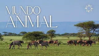 Aventura na África do Sul | Mundo Animal | Origens