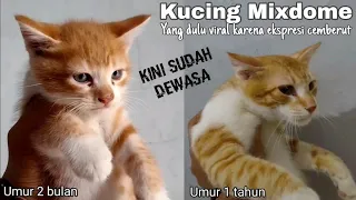 Inilah Kucing Mixdome Yang Dulu Viral, Kini Sudah Dewasa