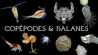 Copépodes et Balanes