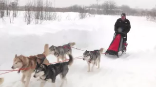 Хаски. Езда на упряжках.