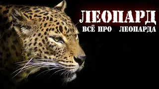 ЛЕОПАРД в Деле ! На что способен ЛЕОПАРД ?!