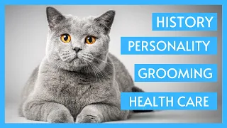 British Shorthair Cat 101 - History, Personality, Grooming & Health care