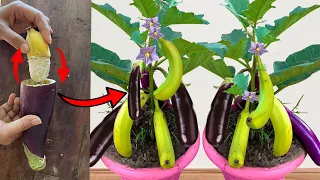 Banana with Eggplant: How to grow banana fruit with eggplant get lot of fruit