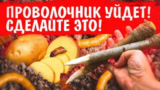 ПРОВОЛОЧНИК УЙДЕТ! ПРОВЕРЕННЫЙ СПОСОБ ОТ ПРОВОЛОЧНИКА НА КАРТОФЕЛЕ